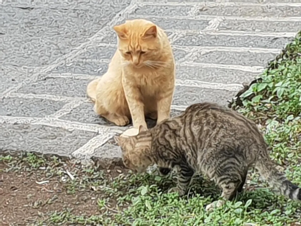 Alle Pendici Dell'Etna Ragalna Italy